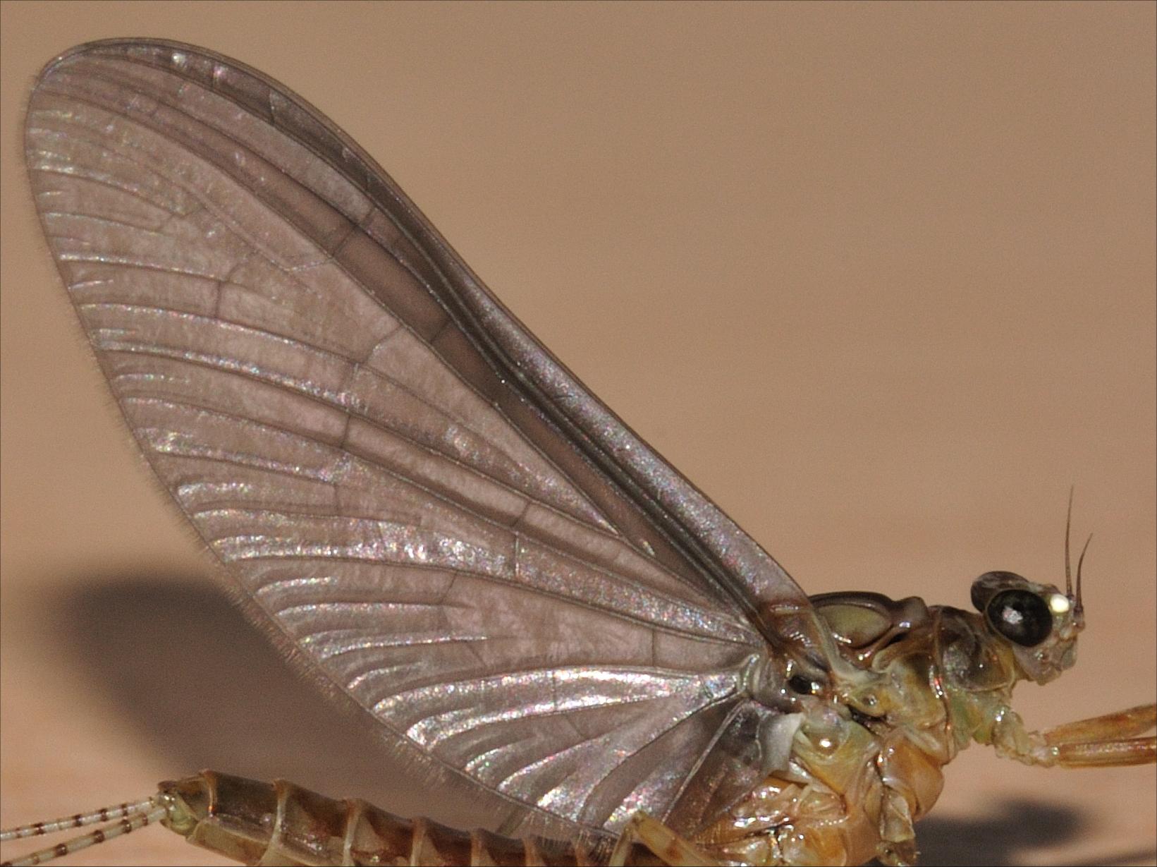 Cloeon cognatum subimago femmina